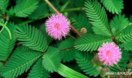 含羞草动漫,青春校园的奇幻冒险之旅